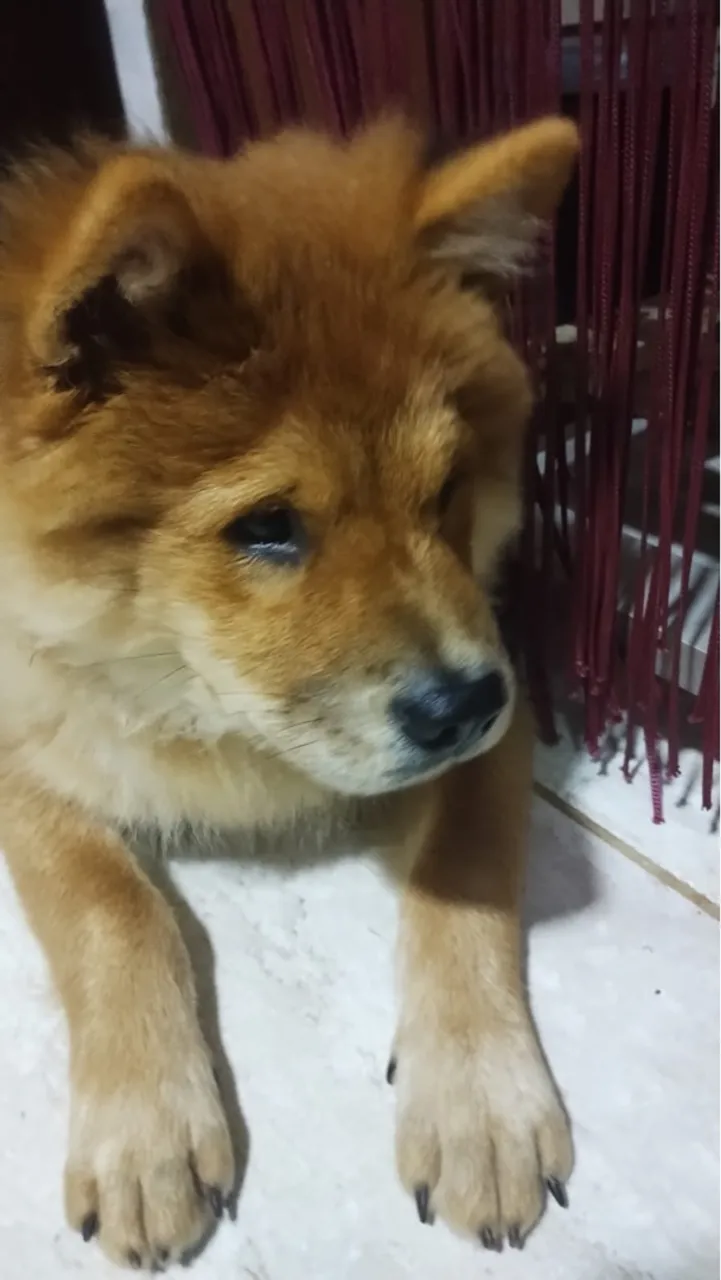 Chow Chow para adoção