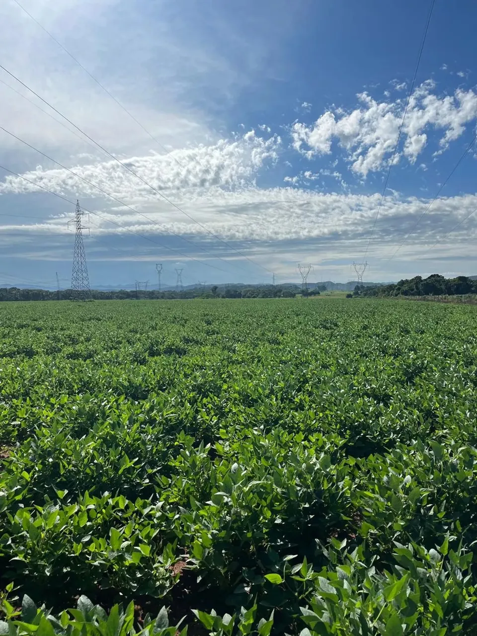 FAZENDA PREMIUM À VENDA 30 KM DE CUIABÁ/MT
