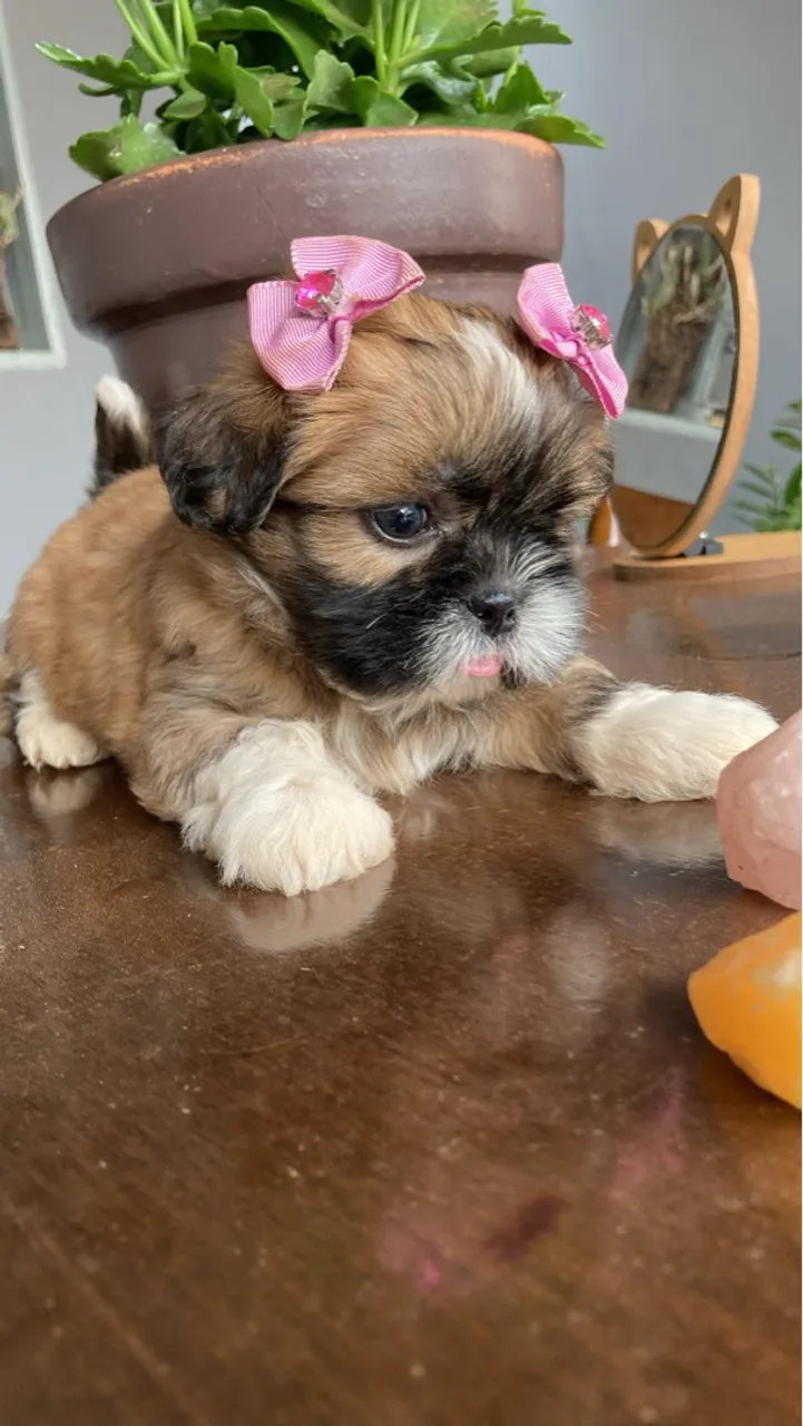 Shih Tzu