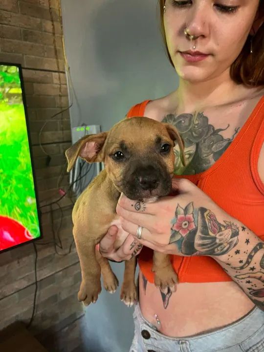 Filhote Pitbull Fêmea e macho  - Foto 3