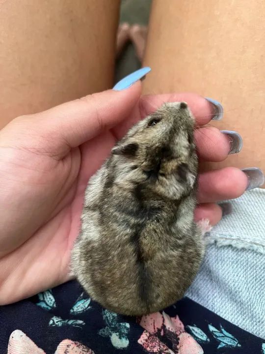 Doando hamster  - Foto 6