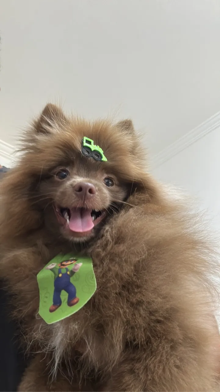 Alugo spitz para cruzar 