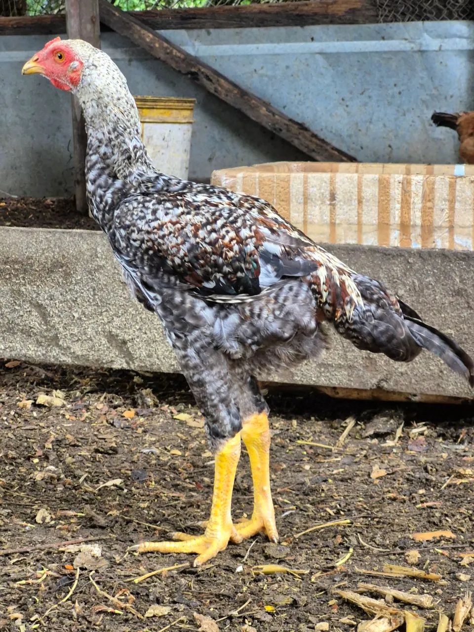 FRANGOS CAIANOS - MACHOS JOVENS  - Foto 3