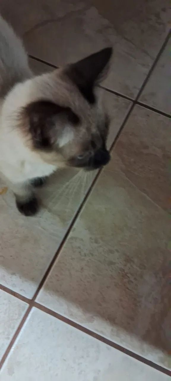 Gatinha para doação. - Foto 5