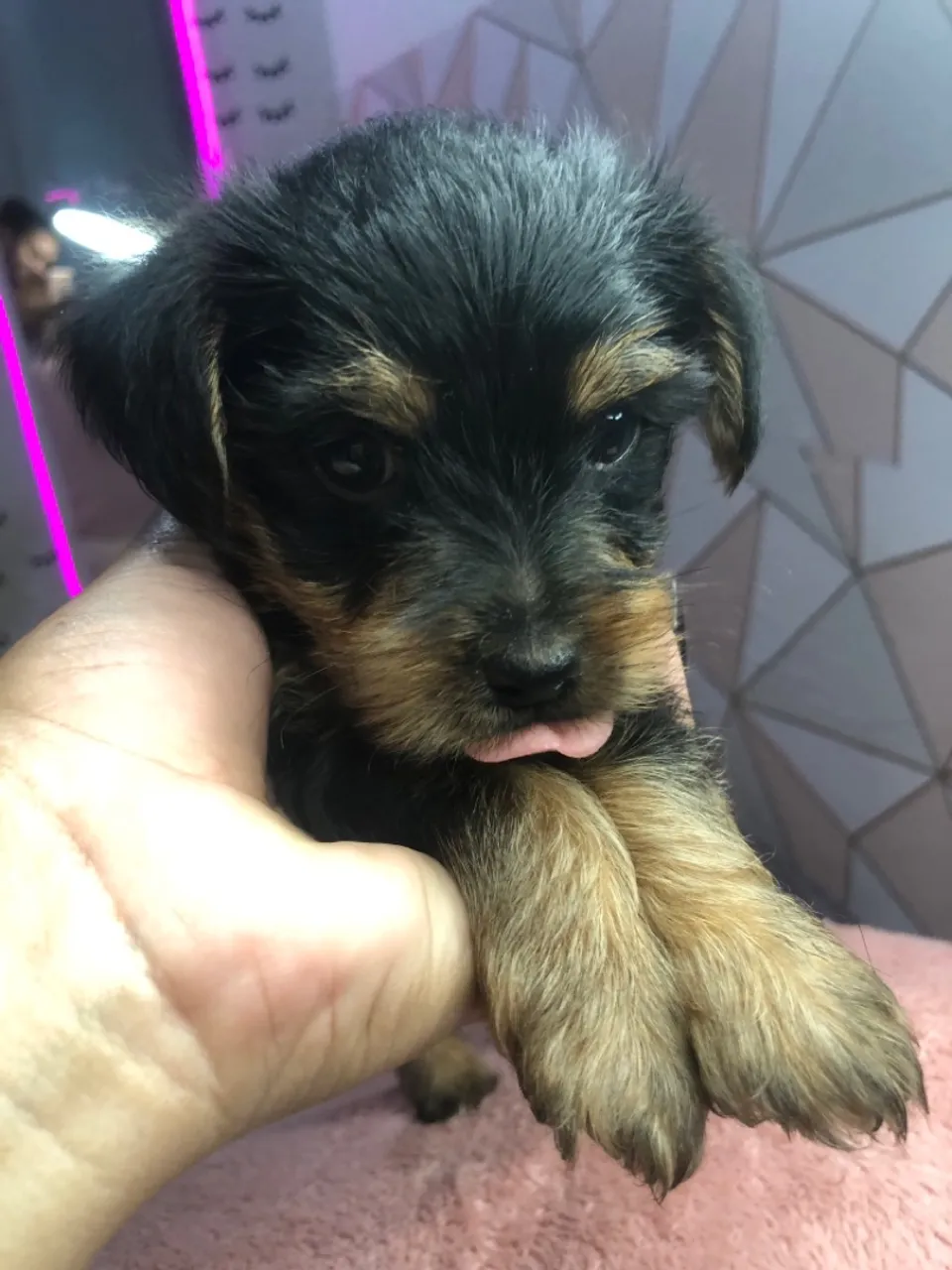 Filhote de Yorkshire Terrier - Fofo e Charmoso!