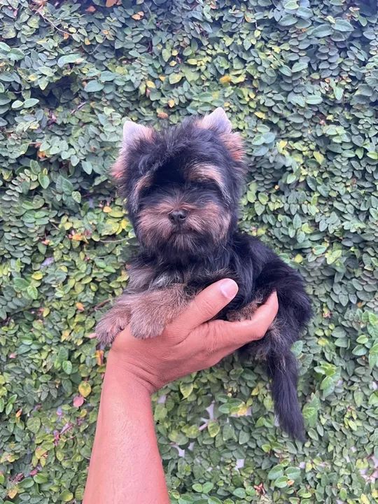 Dog Yorkshire Terrier Mini Toy Olx Terier Airedale Terrier Olx Hot