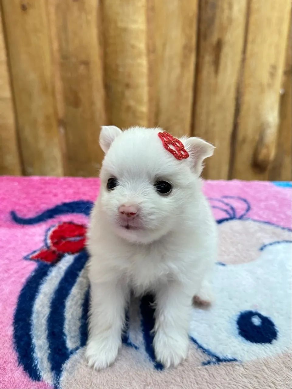 Filhotes de Spitz alemão anão - Foto 5