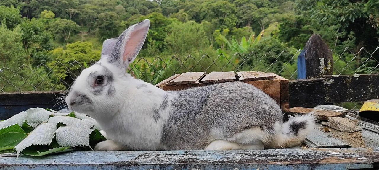 Coelhos gigante de Flanders 64672974001921124
