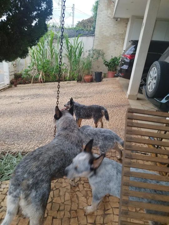 Dois filhotes de cães da raça 'vaqueiro australiano'herd - Foto 3