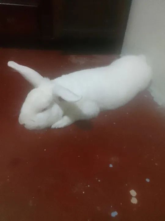 Coelho Branco - Pelúcia Macia