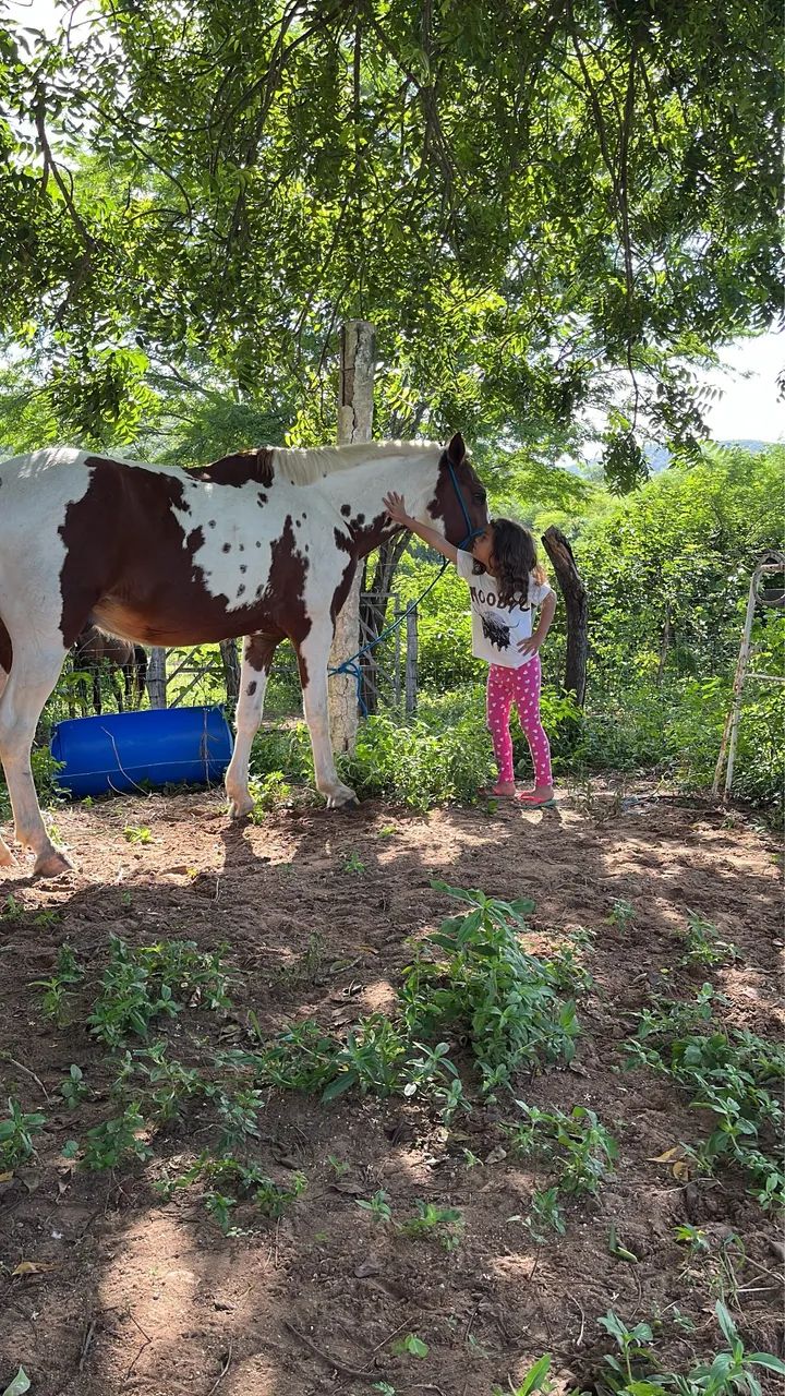 Cavalo pampo - Foto 3