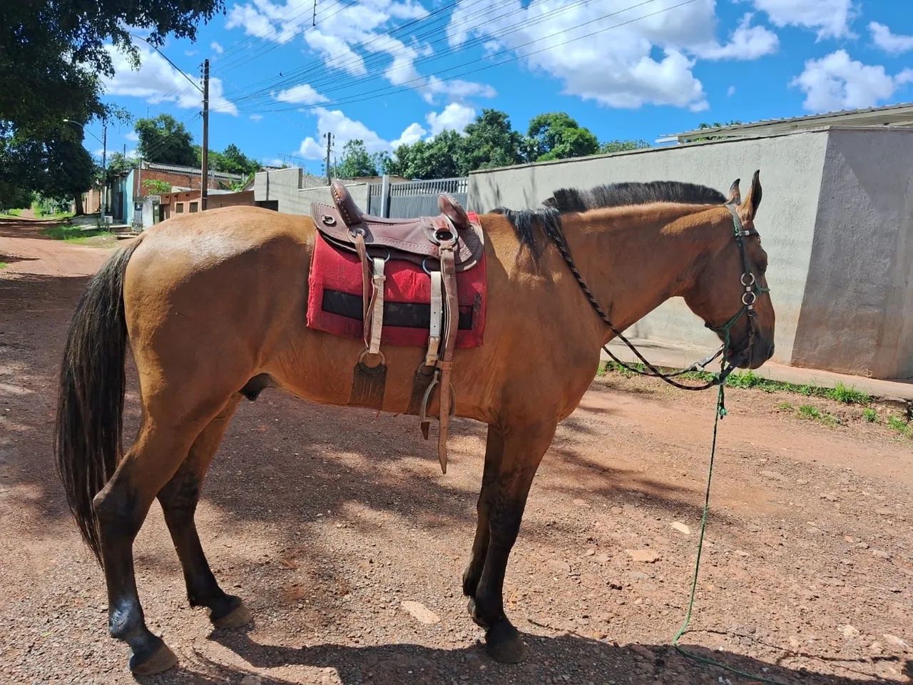 vendo 3 cavalos  - Foto 2