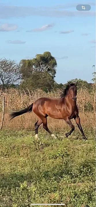 Cavalo MM picado - Foto 2