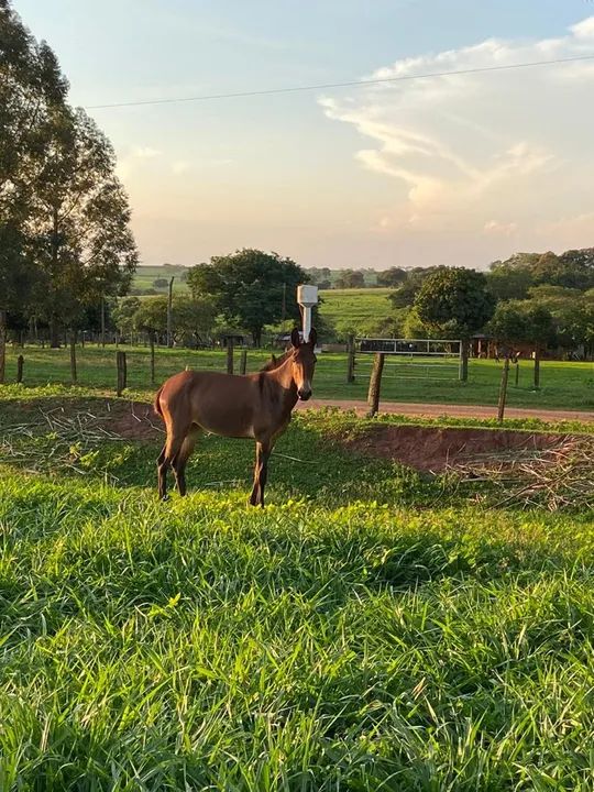 Mula de 2 anos  - Foto 2