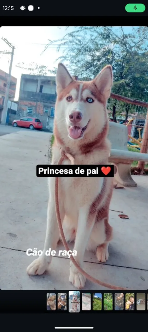 Husky Siberiano - Princesa de pai