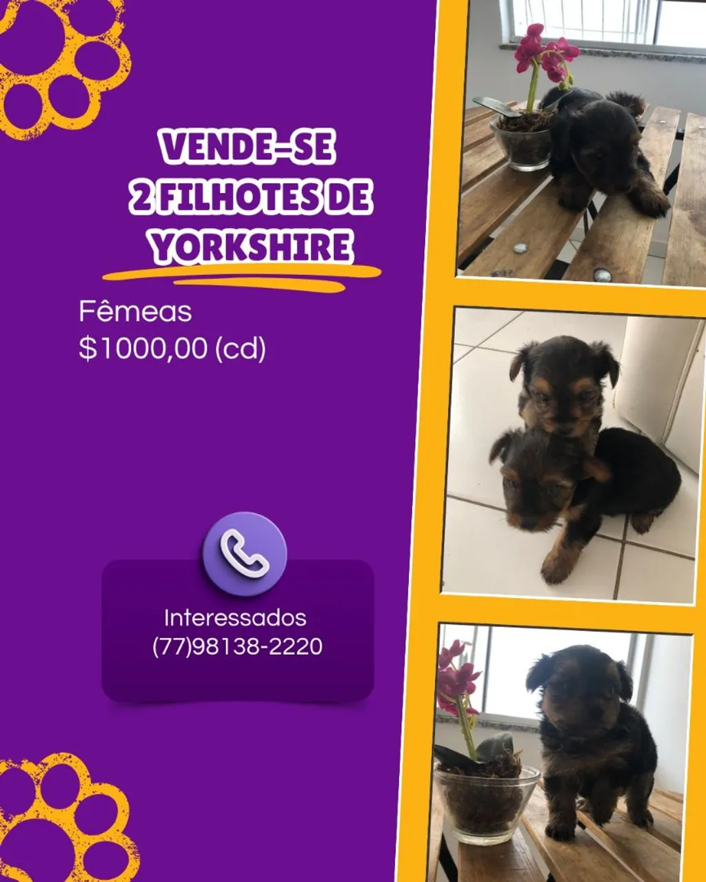 Filhotes fêmeas de Yorkshire à venda