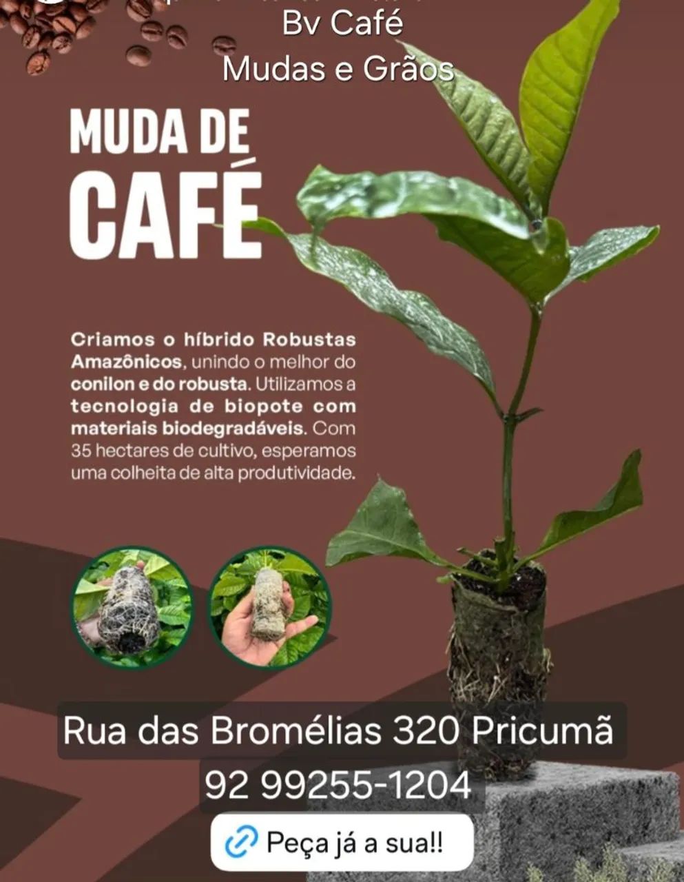 Muda de Café - Em Roraima