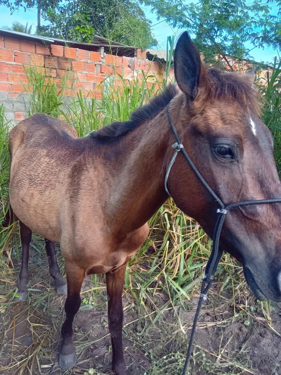 Cavalo Jovem e Dócil para Venda
