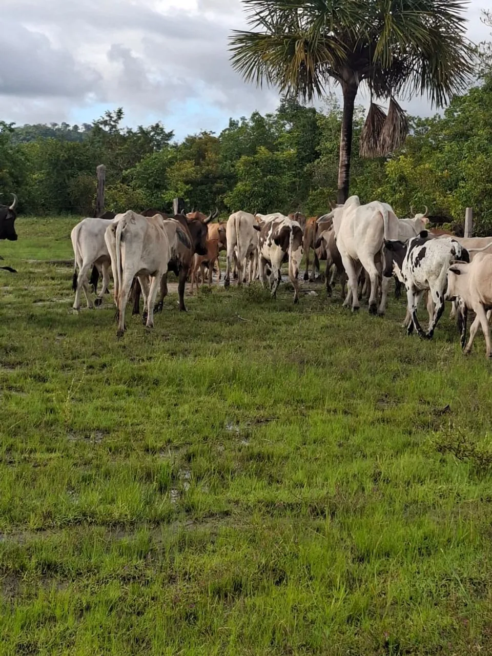 Vacas para cria e engorda