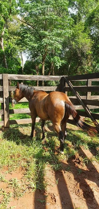 Égua Quarto de Milha Pura S/P