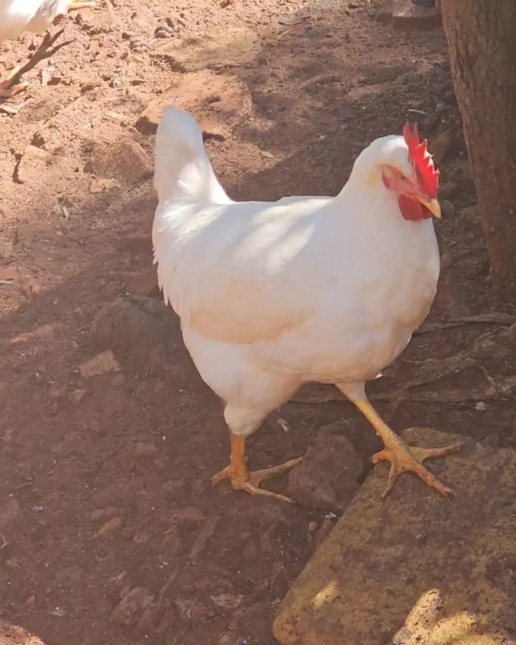 Frango Legorne Fêmea Puro - Ideal para melhoramento genético para postura