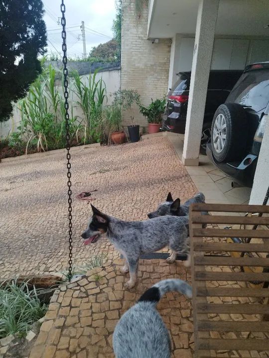 Dois filhotes de cães da raça 'vaqueiro australiano'herd - Foto 2