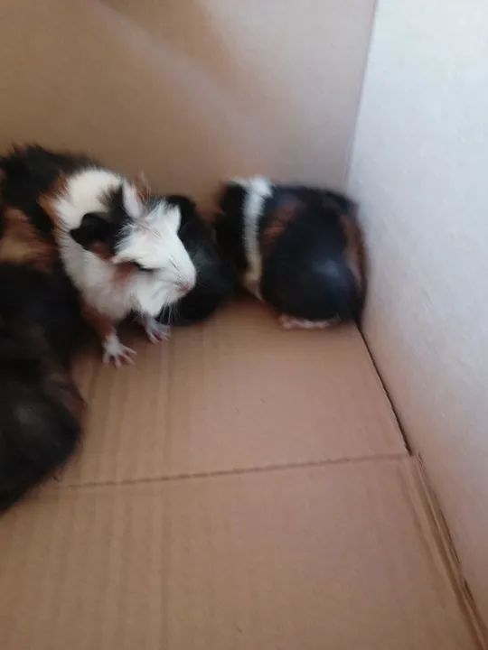 Prea - porquinhos da Índia  - Foto 3