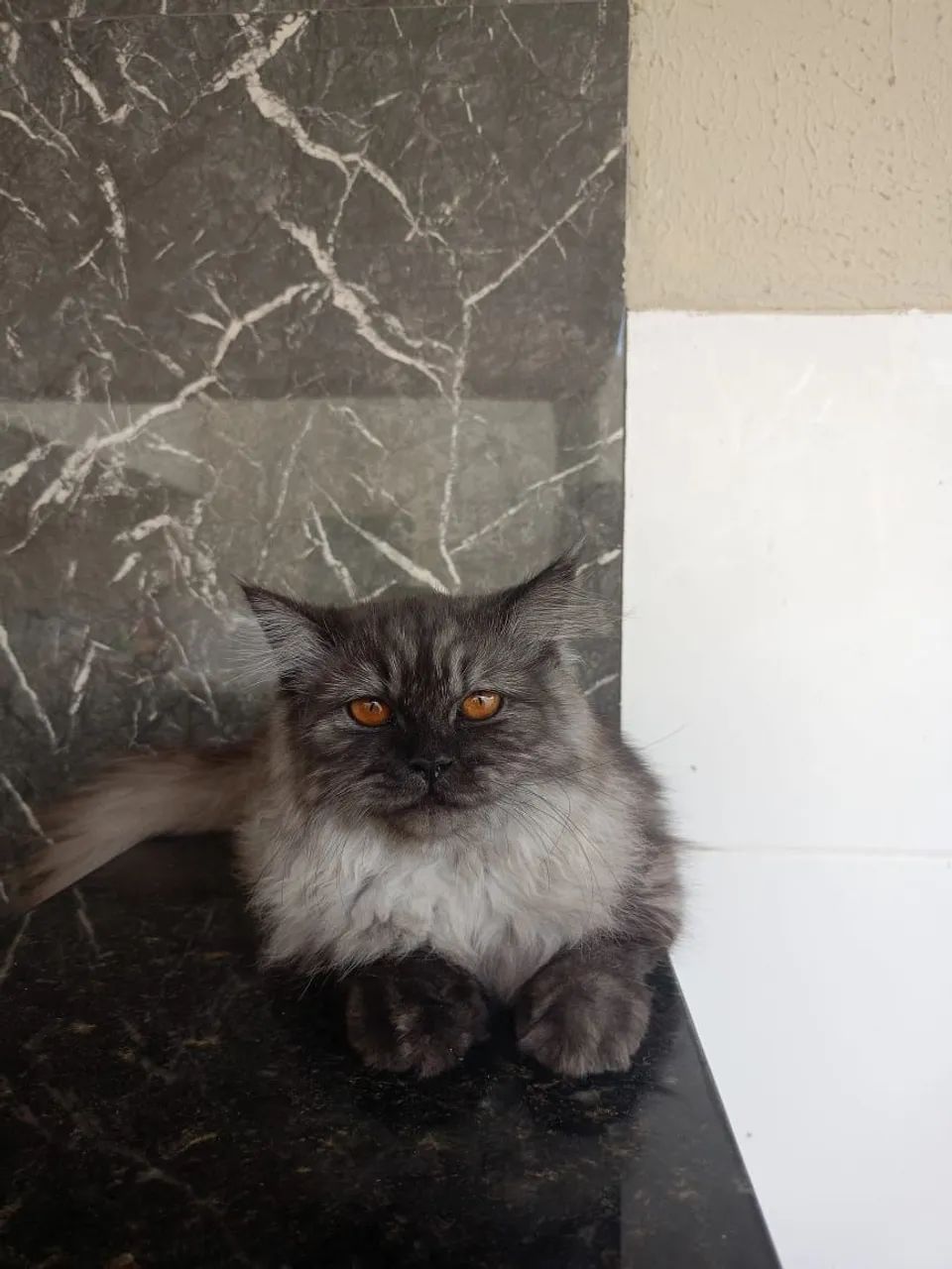 Gata perça - Foto 5