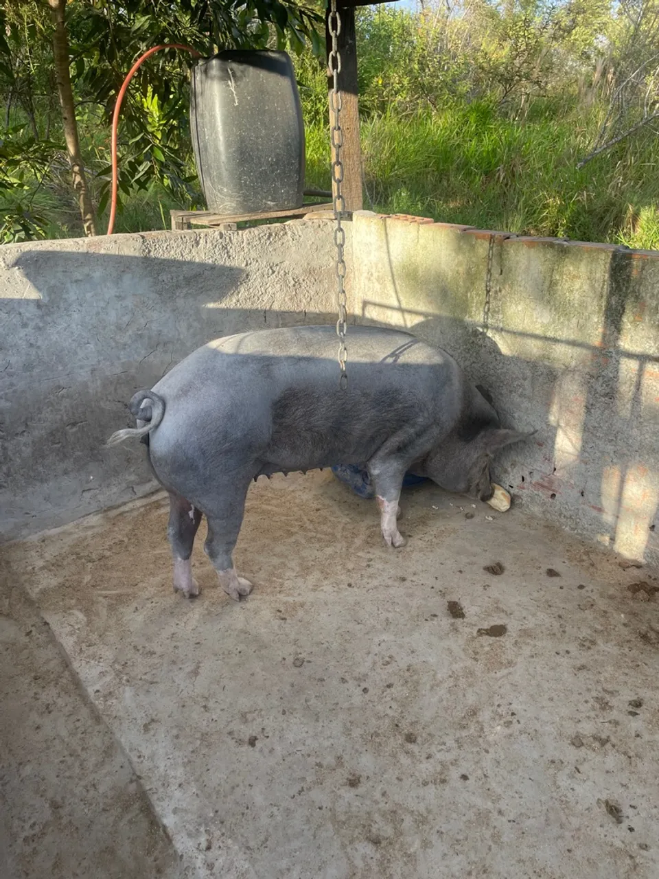 Vendo linda porca