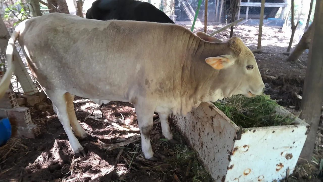 Vende-se Uma Vaca e uma Novilha.   