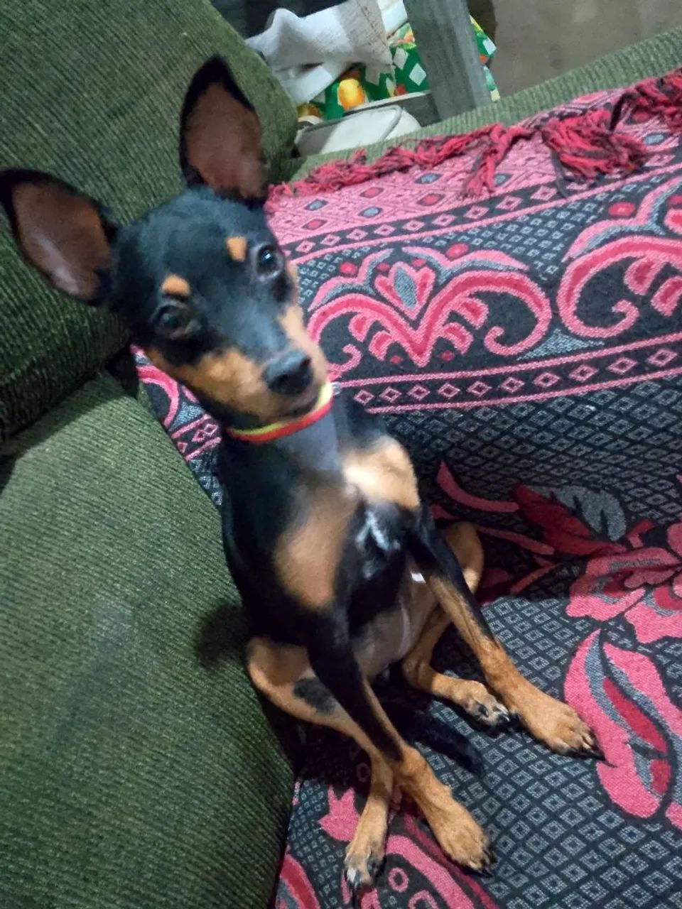  Pinscher  - Foto 4