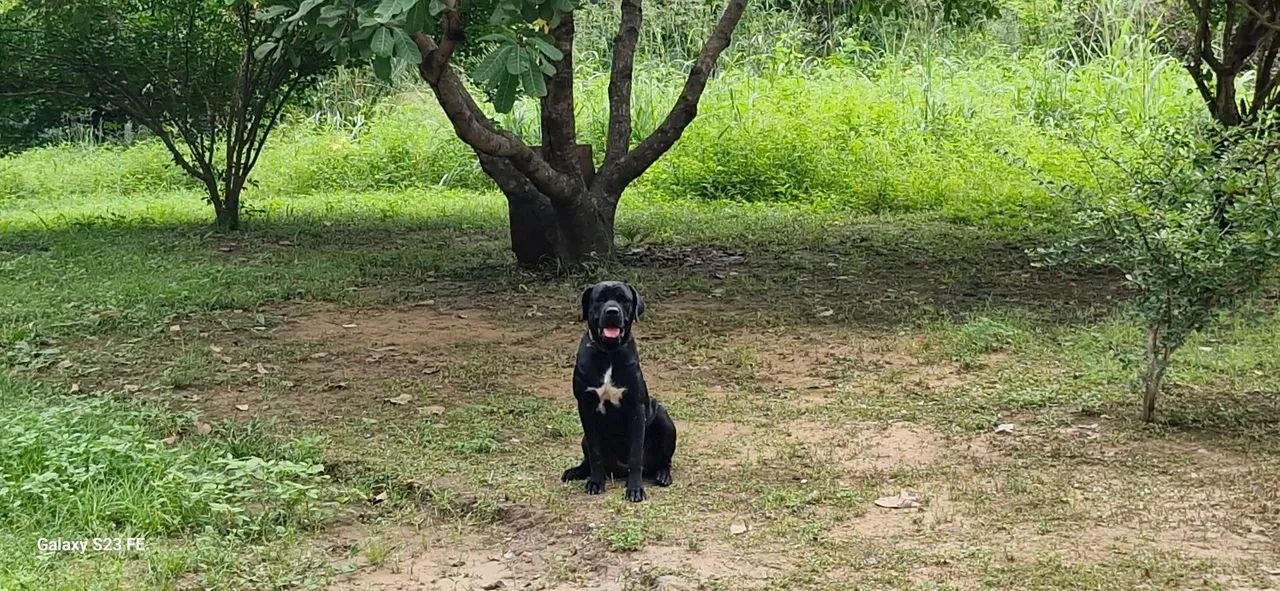 Filhotes de Cane Corso - Foto 5