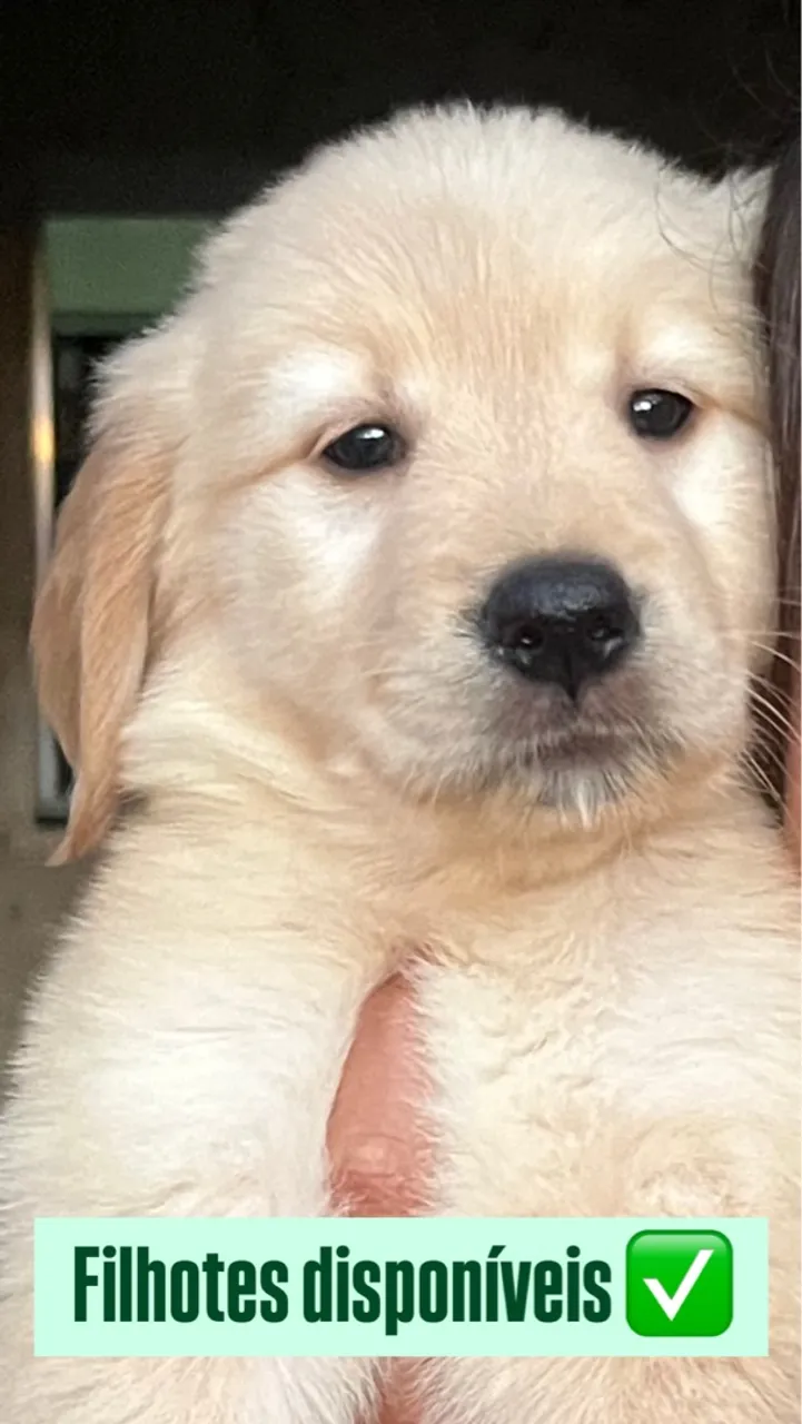 Filhotes Golden Retriever