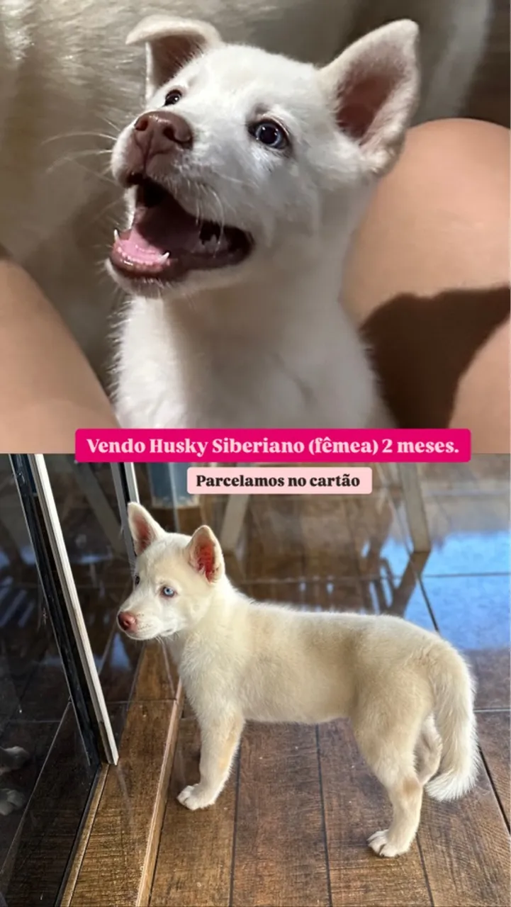 Filhote Husky Siberiano fêmea - 2 meses