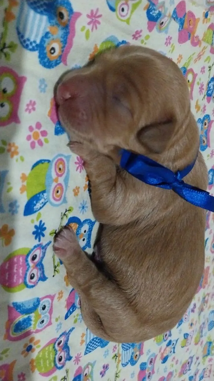 Filhote se poodle 