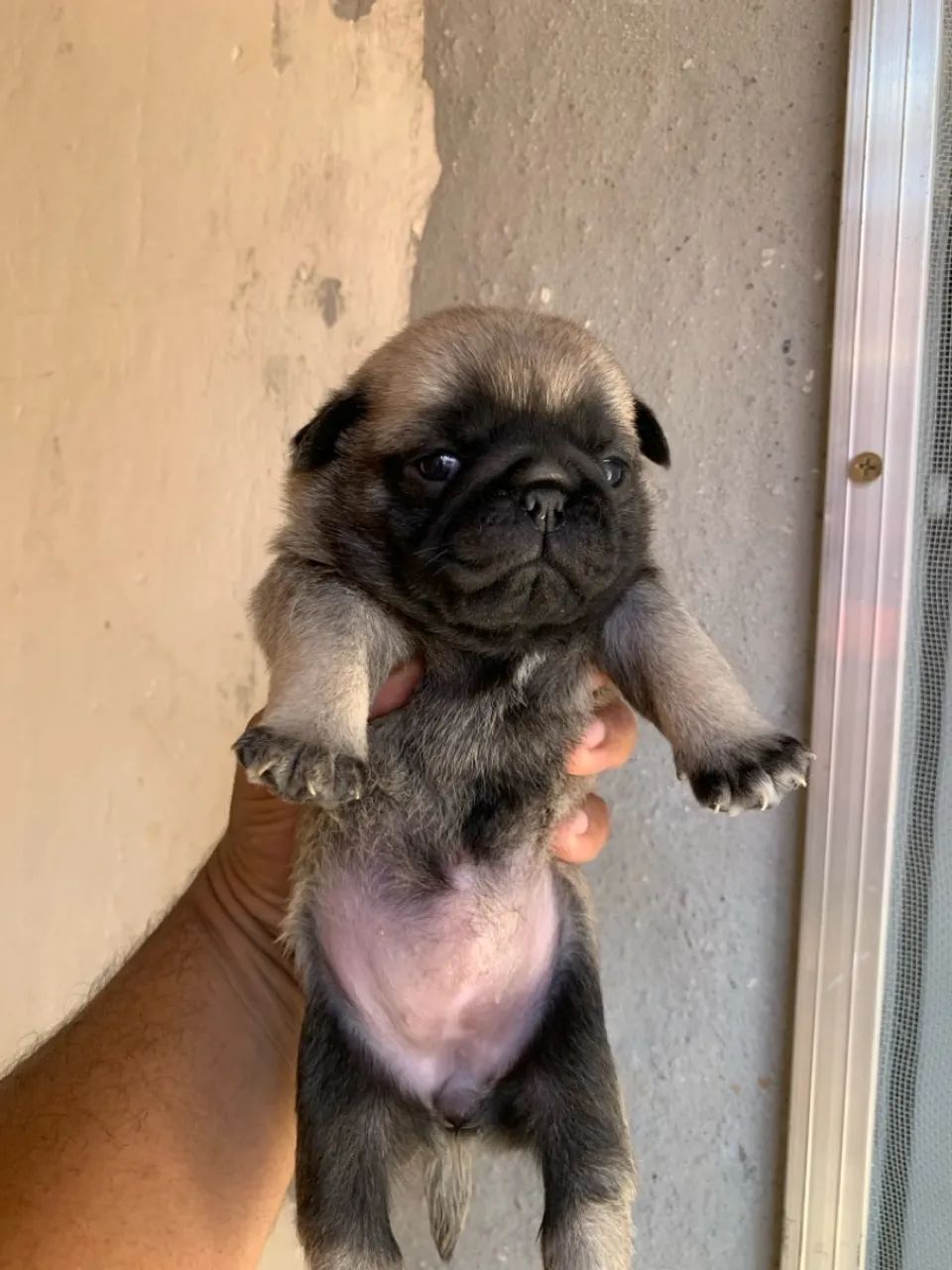 Filhotes de pug - Foto 2