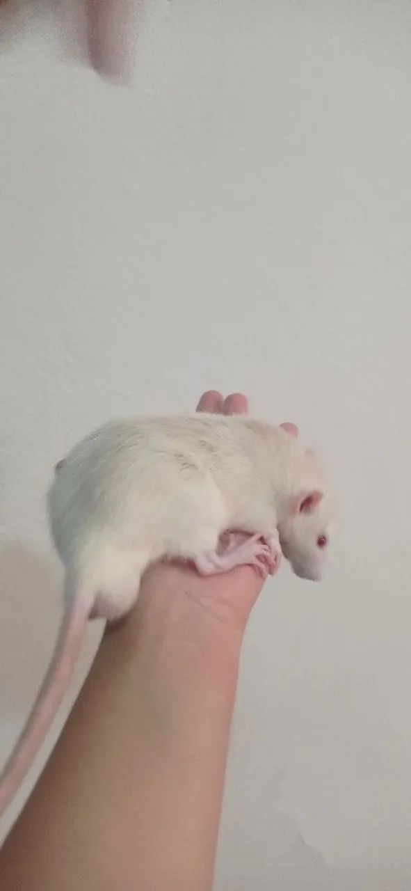 Rato Twister macho, dócil  - Foto 3