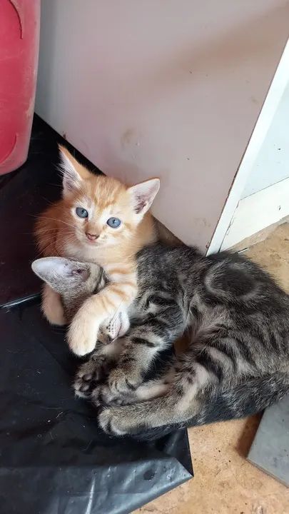 DOAÇÃO, GATO AMARELO MACHO