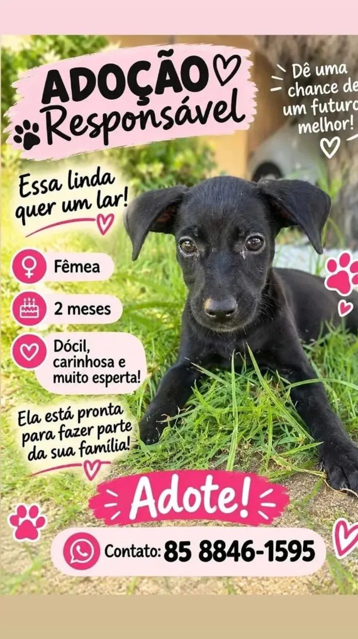 Cachorrinhas para Adoção - Foto 2