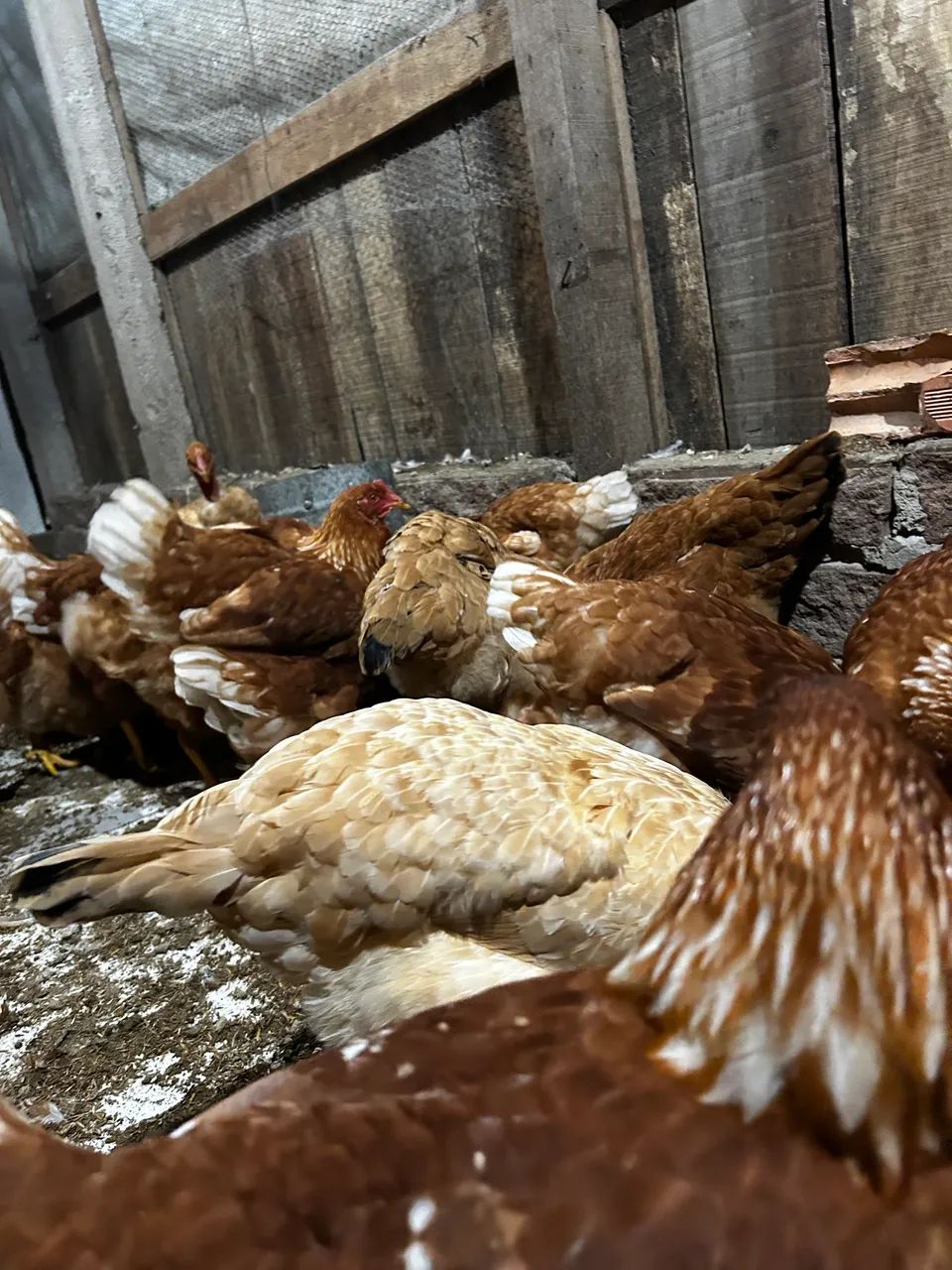 Galinha poedeira  - Foto 5