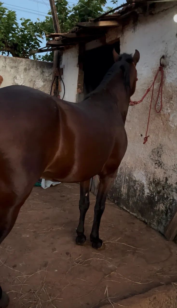 CAVALO MANGALARGA REGISTRADO Á VENDA - Foto 5