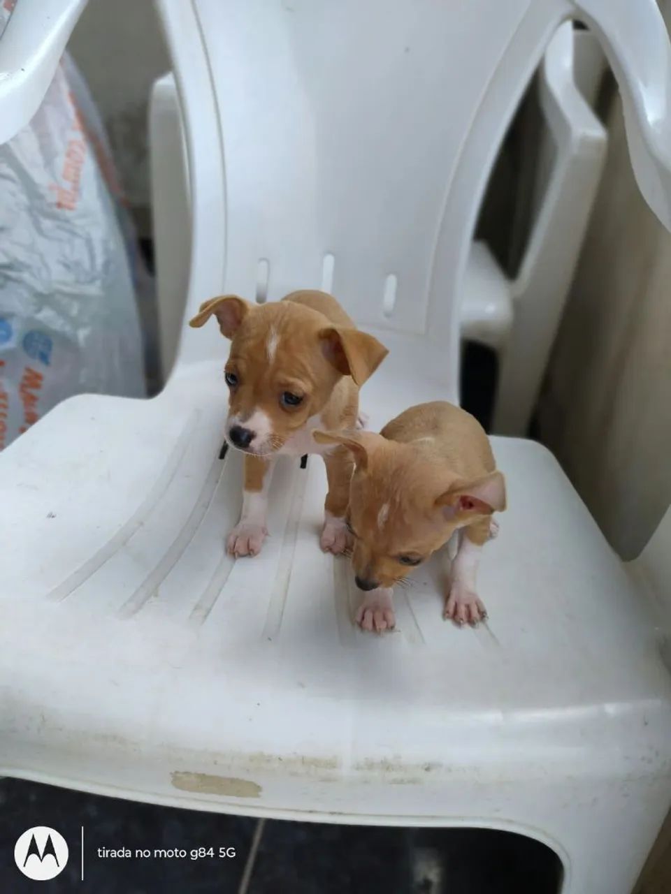 Pinscher  1,700 o casal ou pode comprar separado  - Foto 4