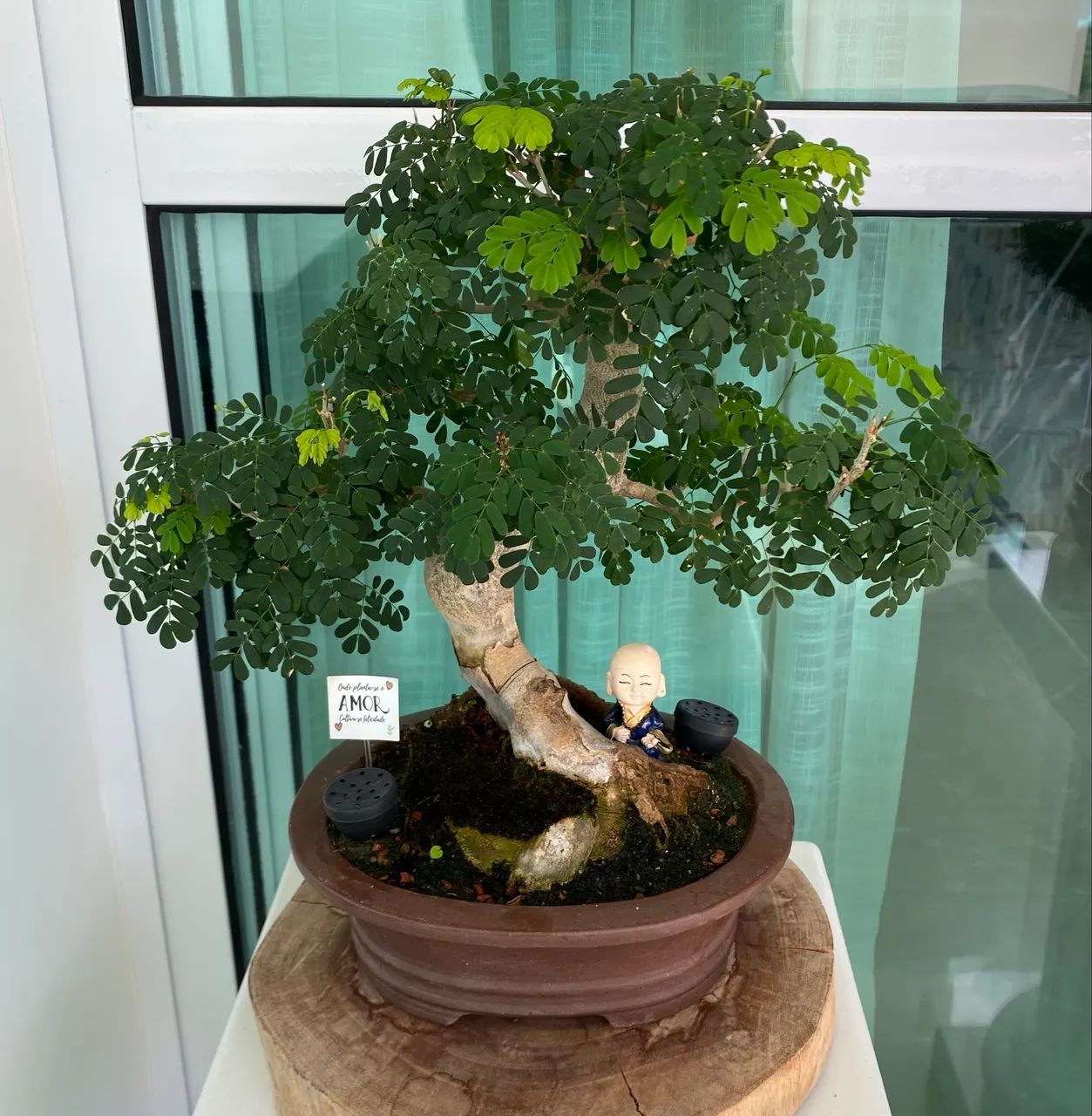Bonsai de Piteco 