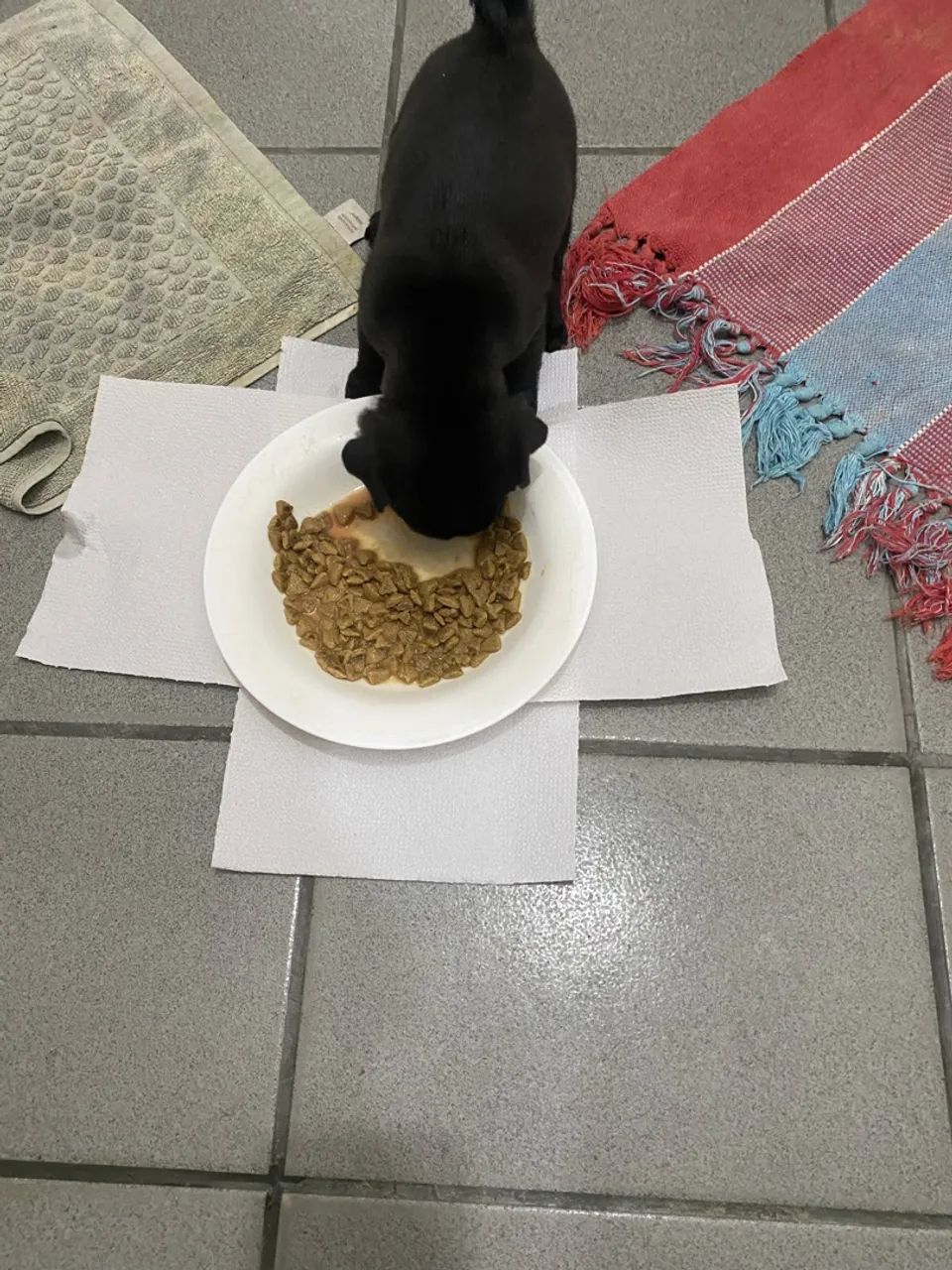 Pug - Foto 5