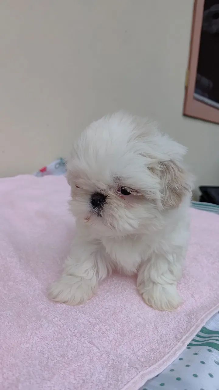 Shih tzu  - Foto 3