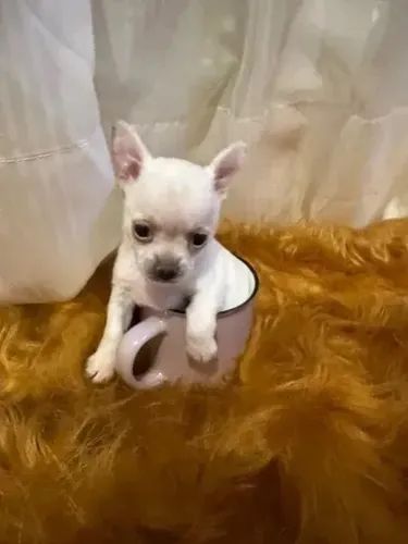Chihuahua branco disponível 