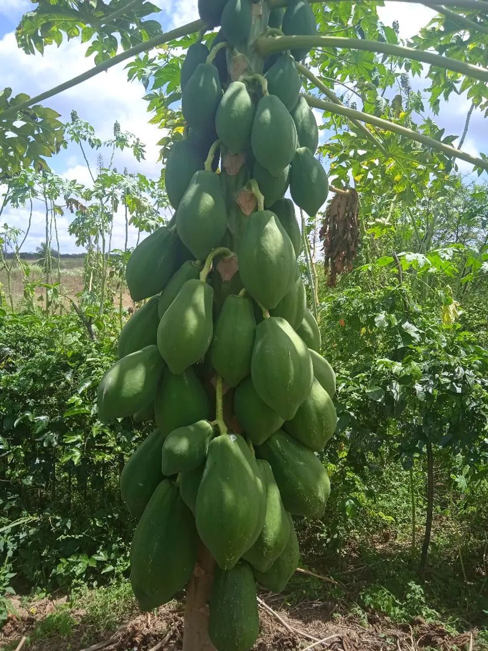 Safra de mamão 