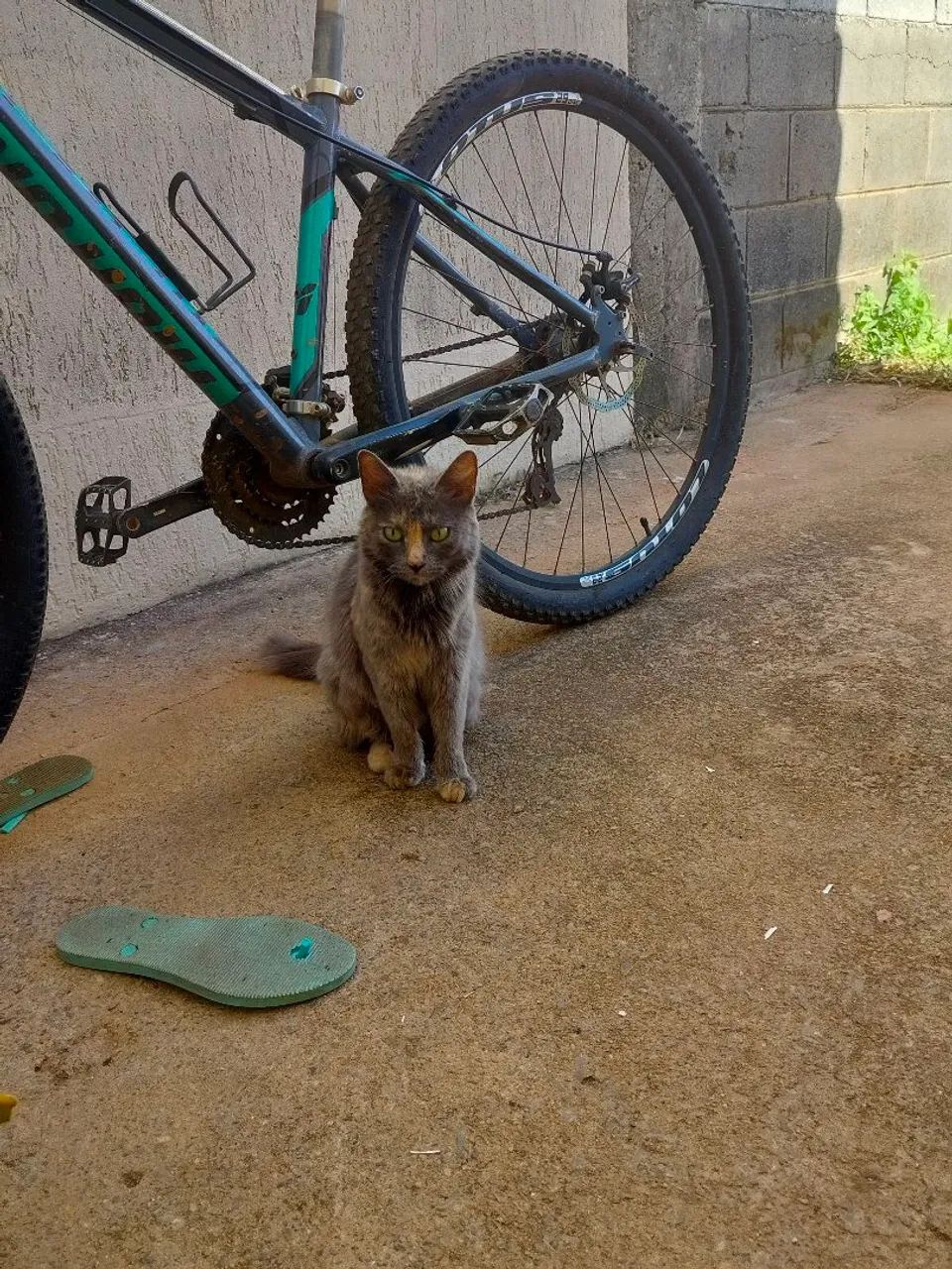 Gata siberiana - Foto 2