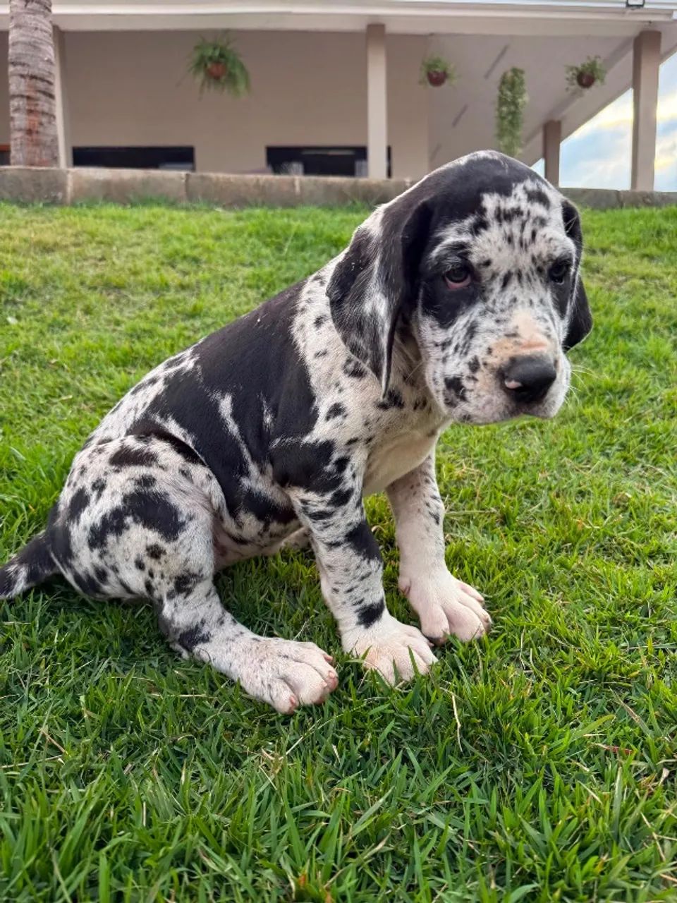 Filhotes Dogue alemão 