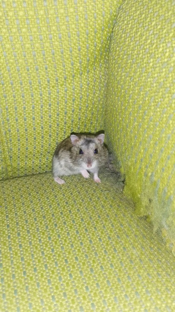 Hamster  - Foto 4
